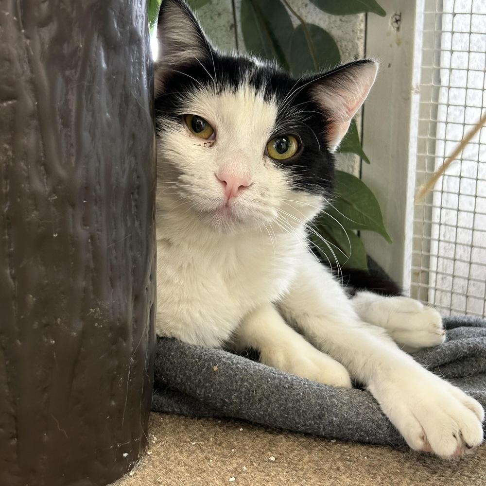 Enlarge Jeremiah, a Adoptable Domestic Short Hair in Ontario, CA image 1/2