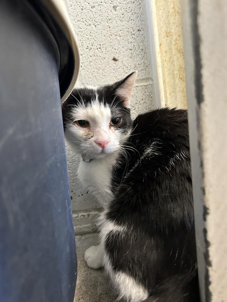 Enlarge Jeremiah, a Adoptable Domestic Short Hair in Ontario, CA image 2/2