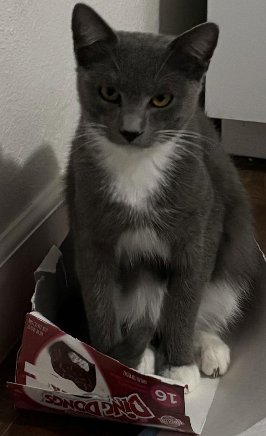 Enlarge Mighty Courage, a Adoptable Domestic Short Hair in Vacaville, CA image 1/3