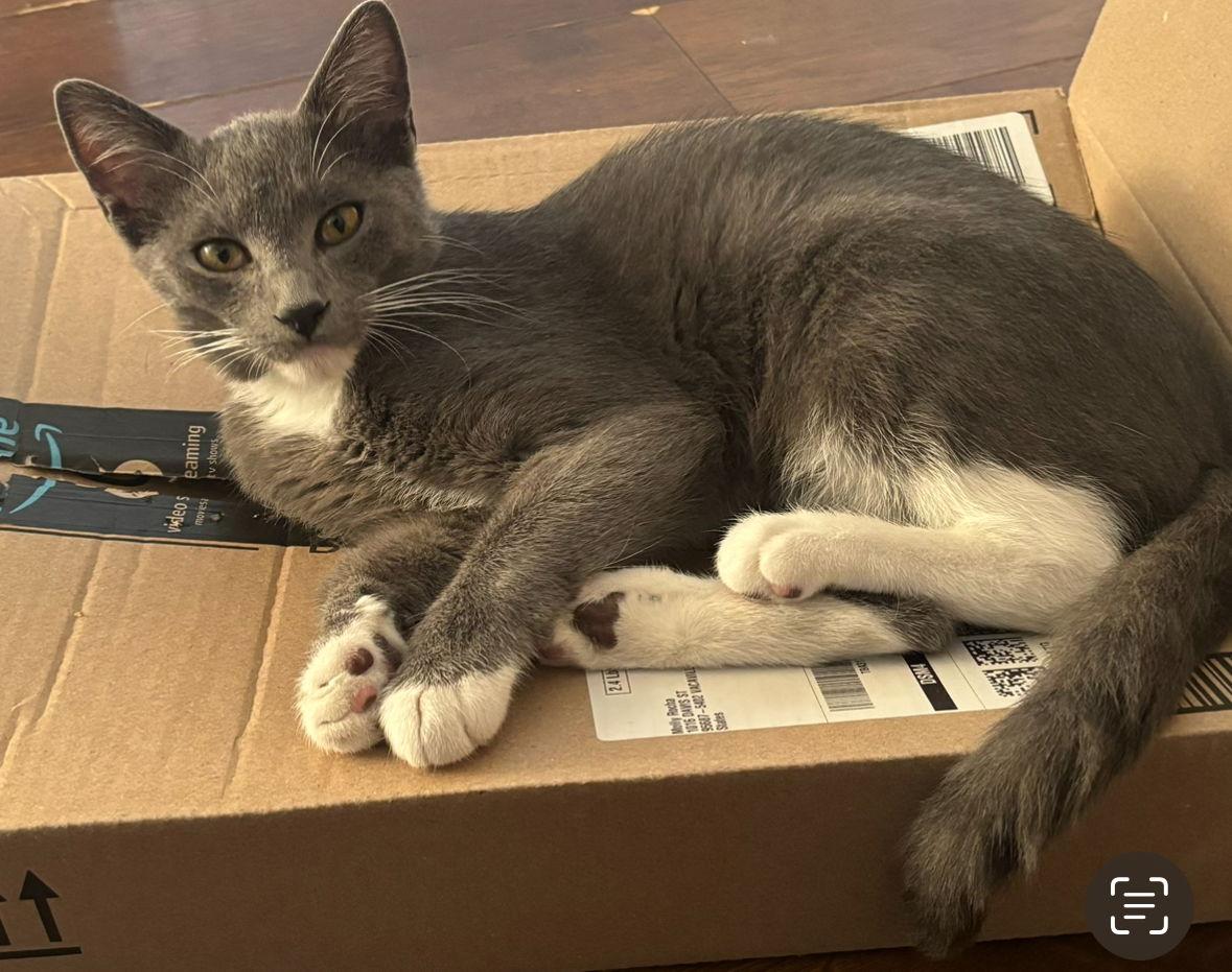 Enlarge Mighty Courage, a Adoptable Domestic Short Hair in Vacaville, CA image 2/3