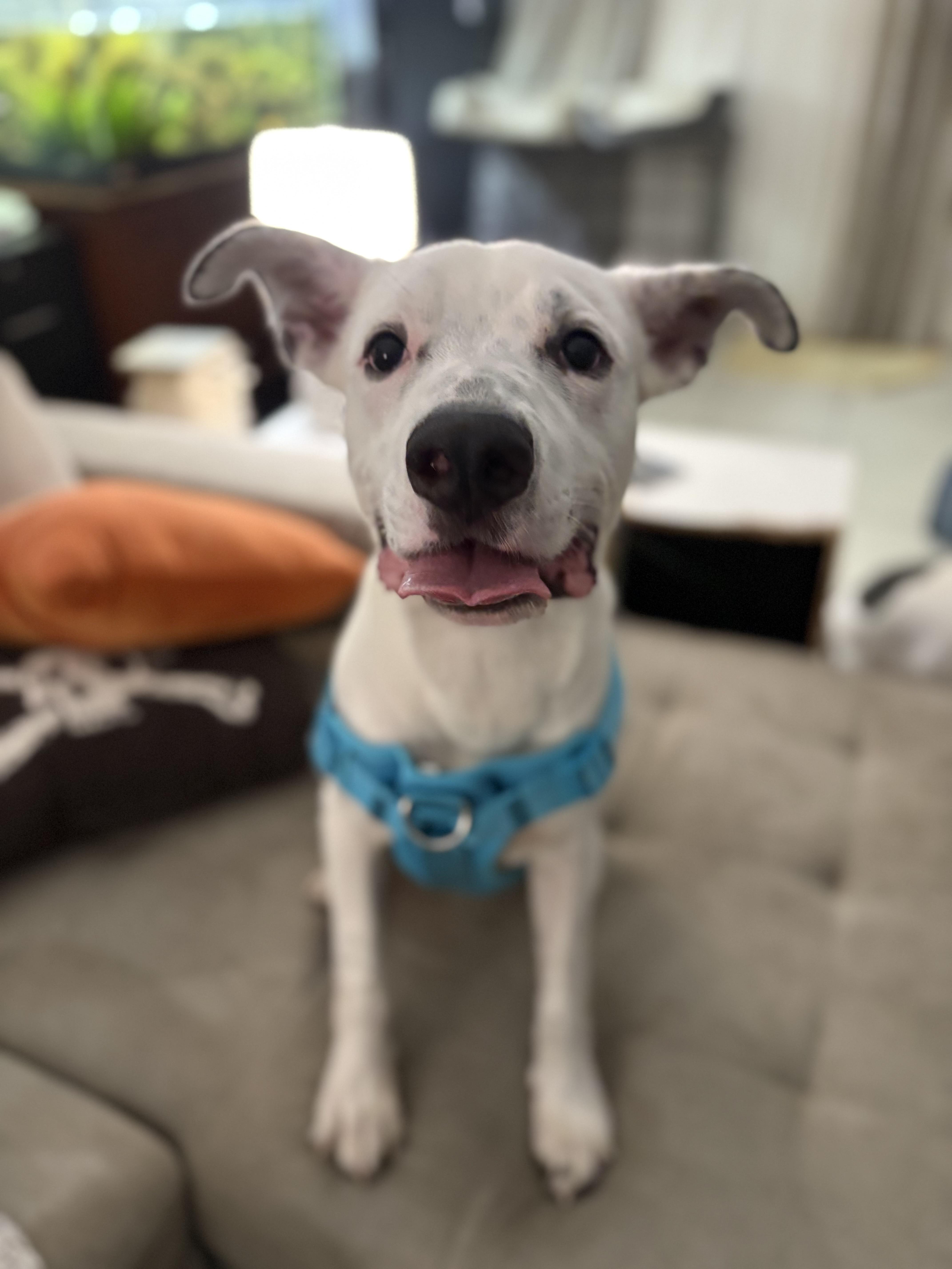 Enlarge Mako, a Adoptable mixed breed in Port Saint Lucie, FL image 1/6