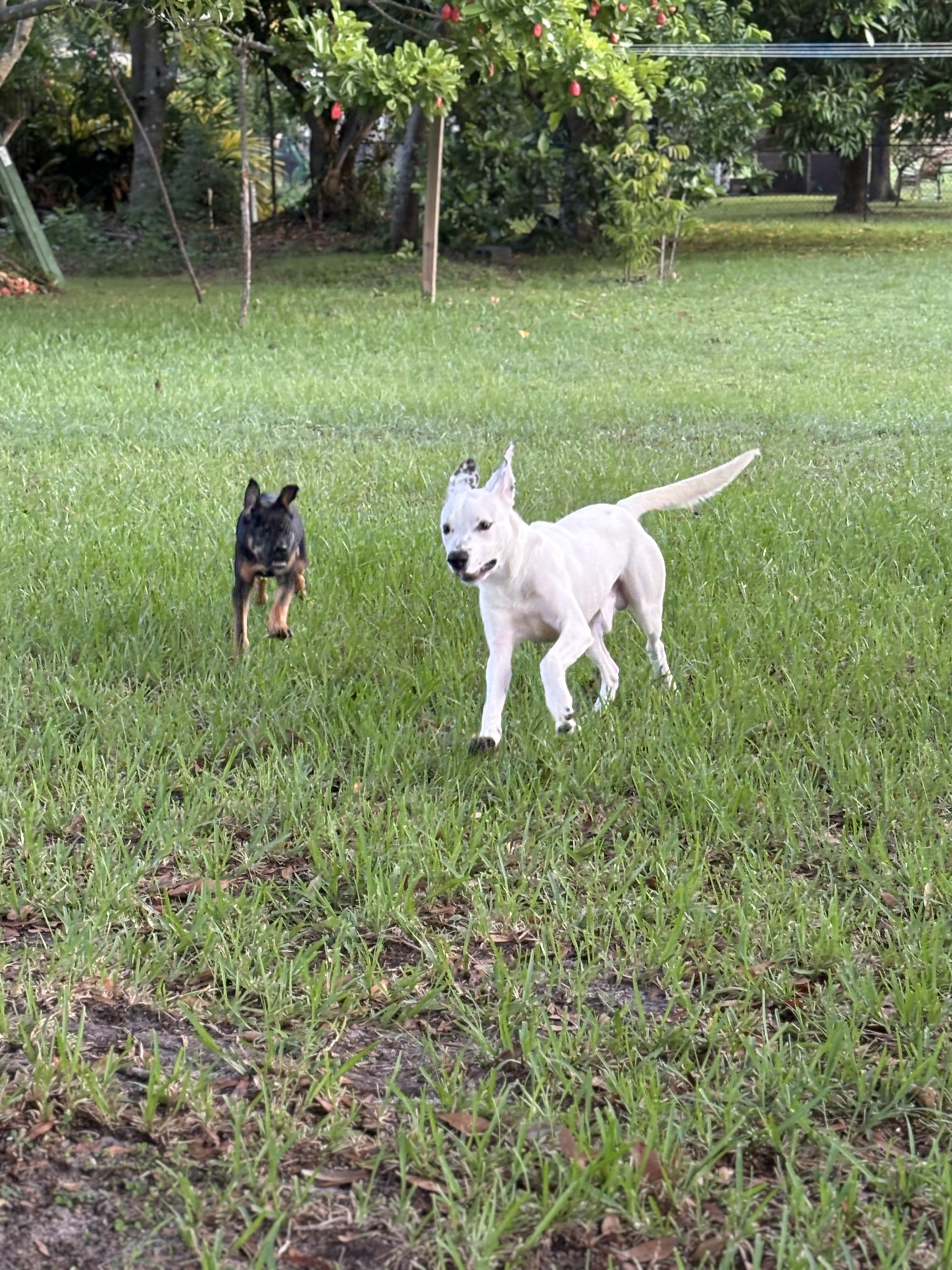 Enlarge Mako, a Adoptable mixed breed in Port Saint Lucie, FL image 4/6