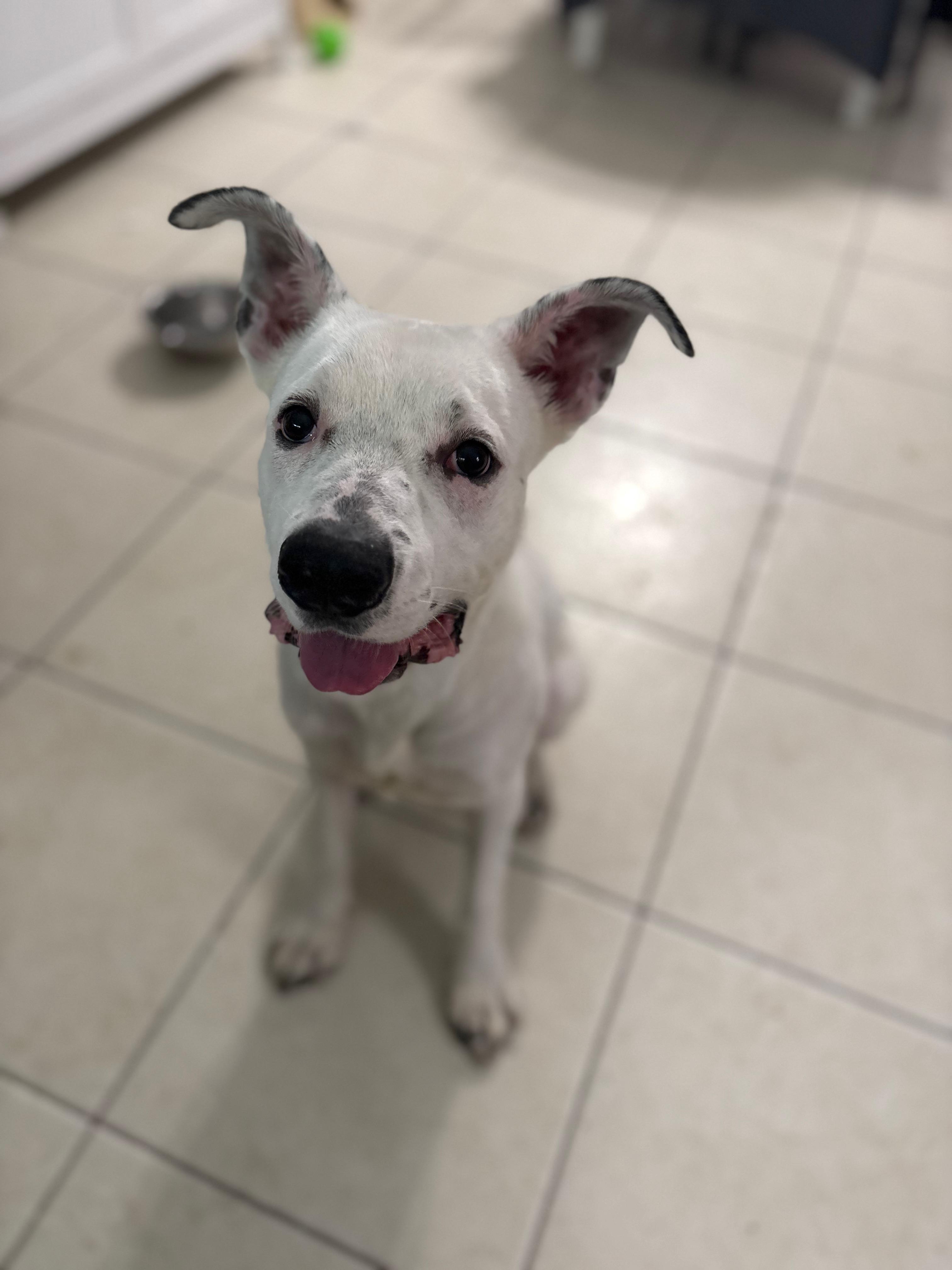 Enlarge Mako, a Adoptable mixed breed in Port Saint Lucie, FL image 3/6