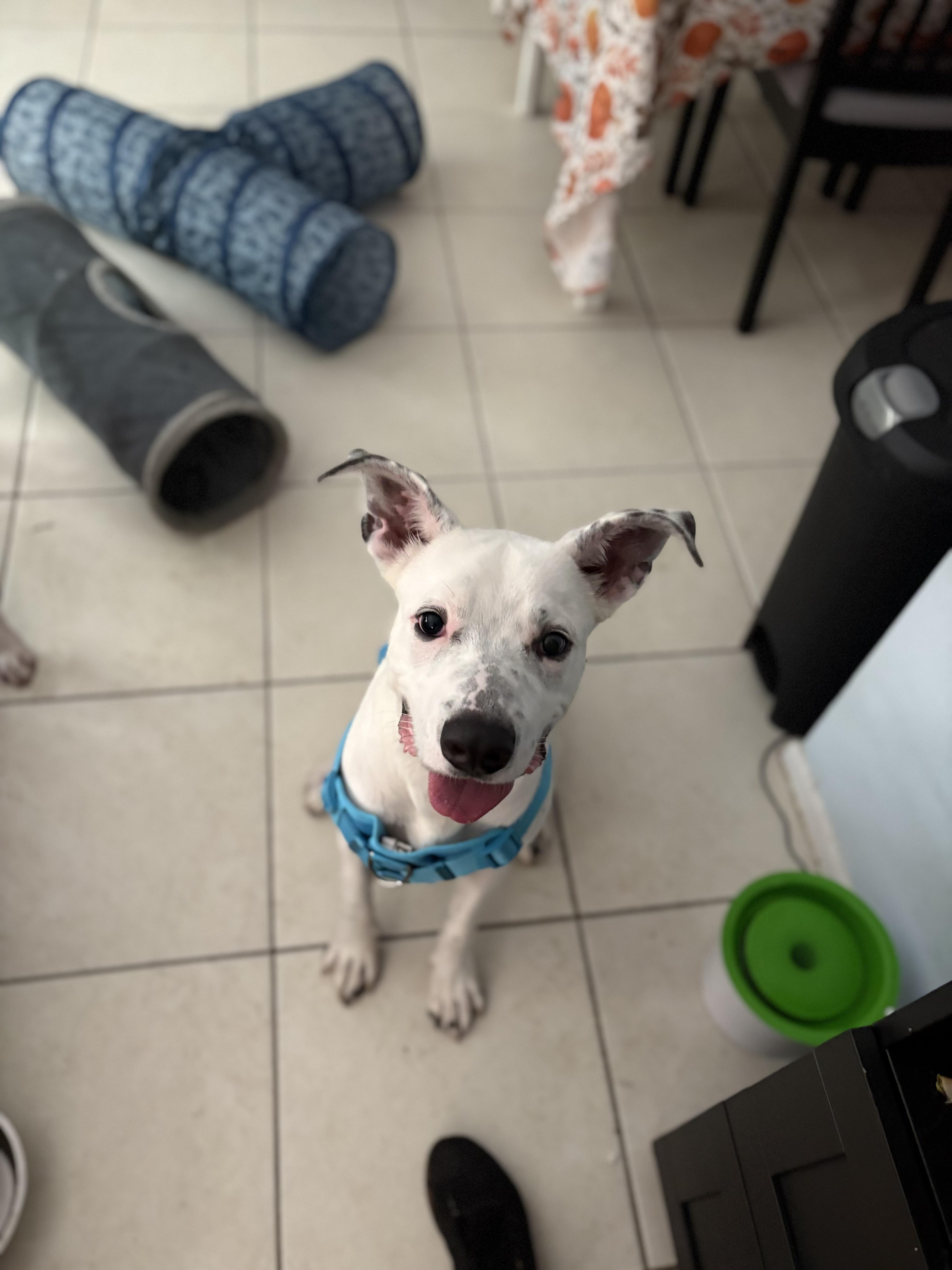 Enlarge Mako, a Adoptable mixed breed in Port Saint Lucie, FL image 6/6