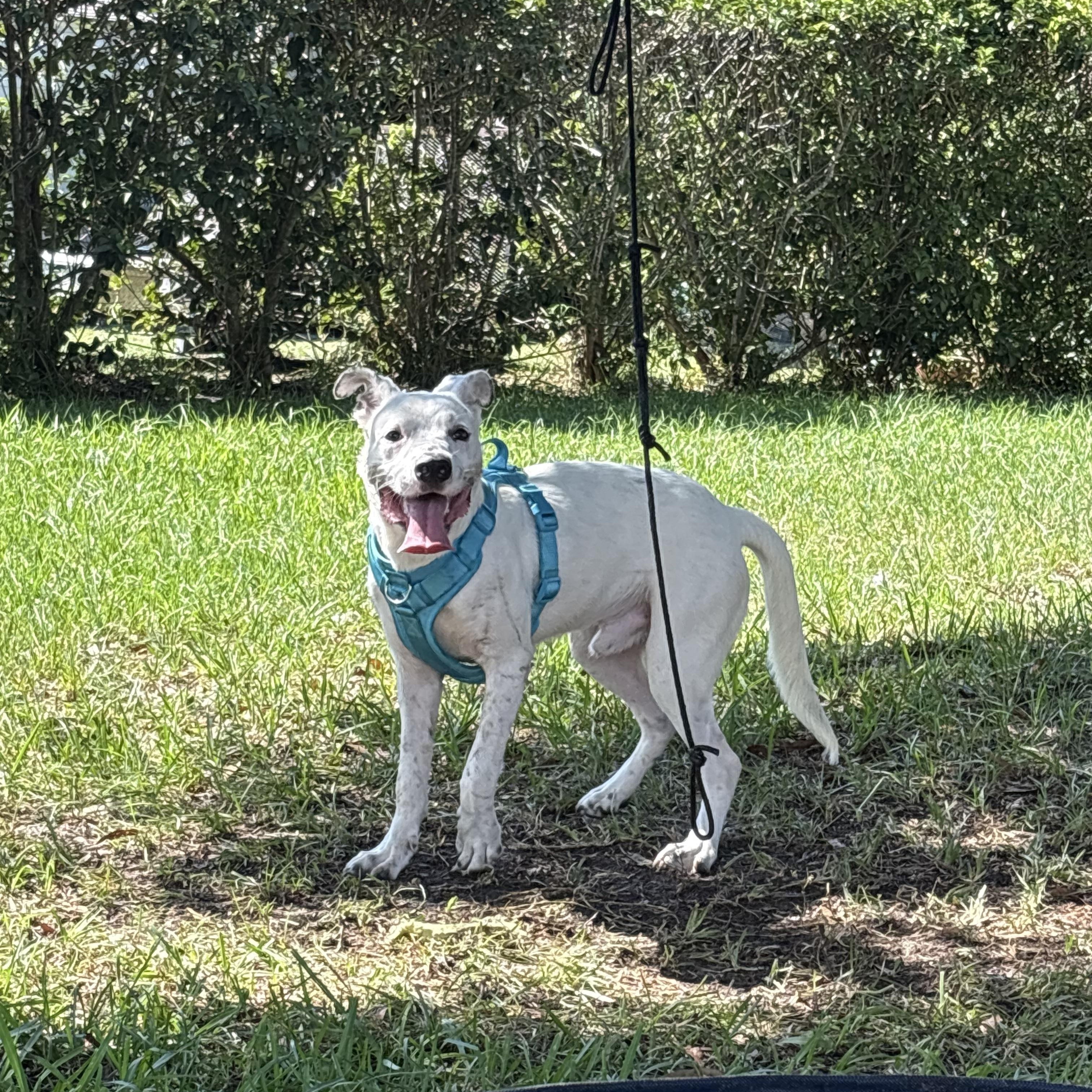 Enlarge Mako, a Adoptable mixed breed in Port Saint Lucie, FL image 2/6