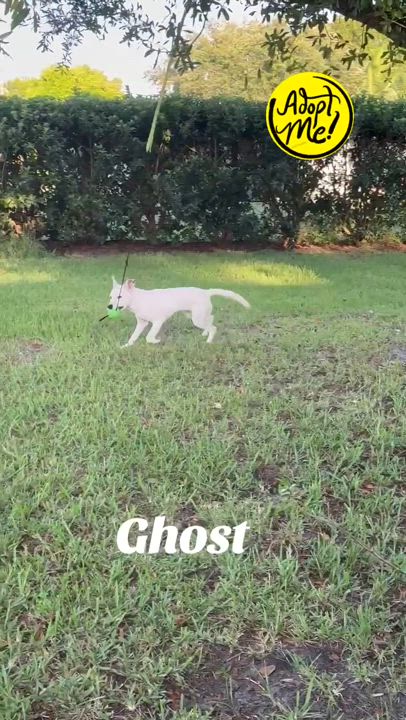 Enlarge Mako, a Adoptable mixed breed in Port Saint Lucie, FL video 5/6