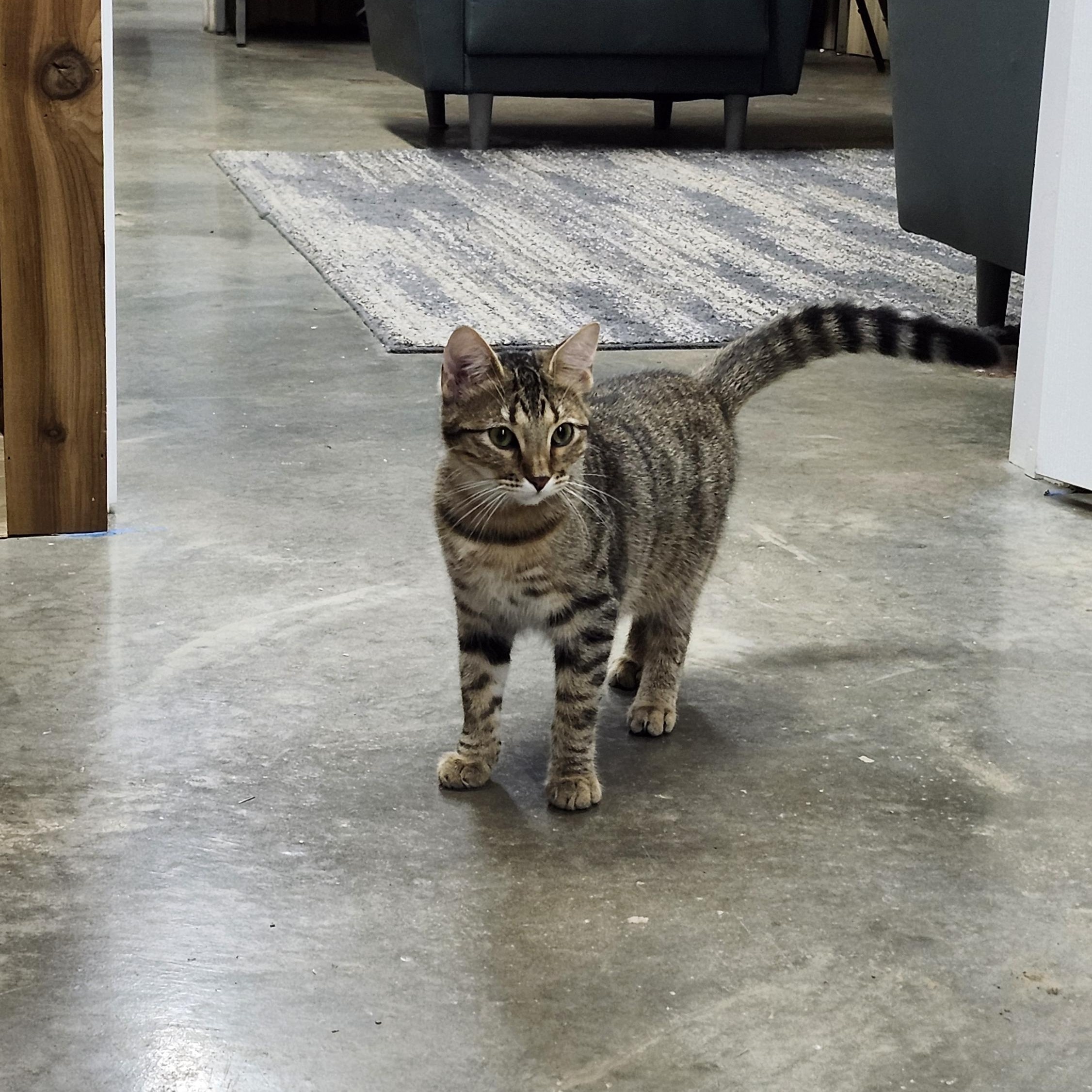 Sandy, a Adoptable Tabby in Tahlequah, OK image 2/4