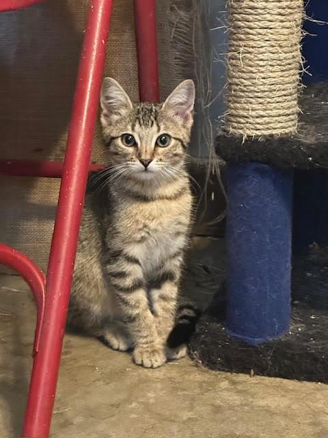 Sandy, Adoptable, Young Female Tabby.