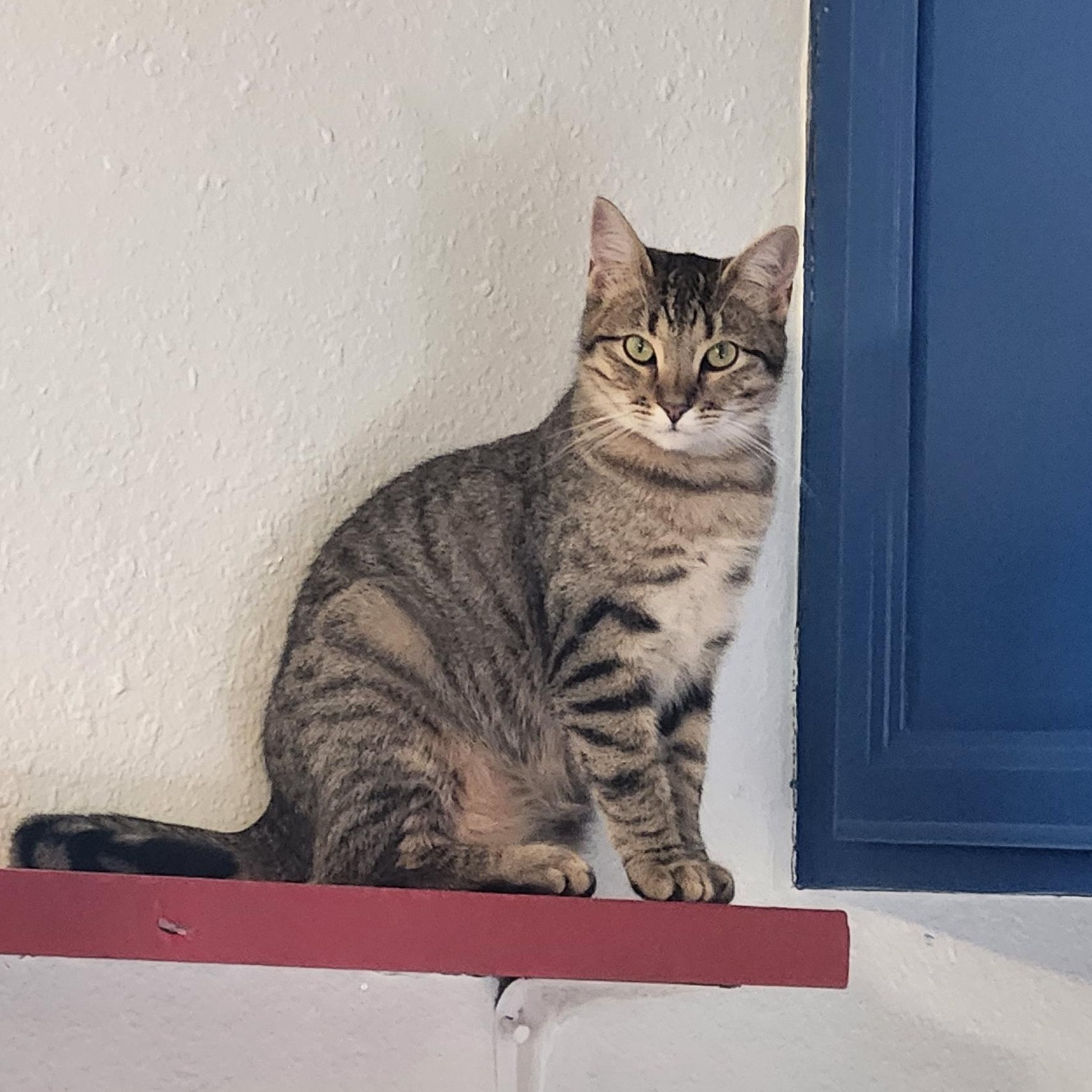 Enlarge Sandy, a Adoptable Tabby in Tahlequah, OK image 2/6