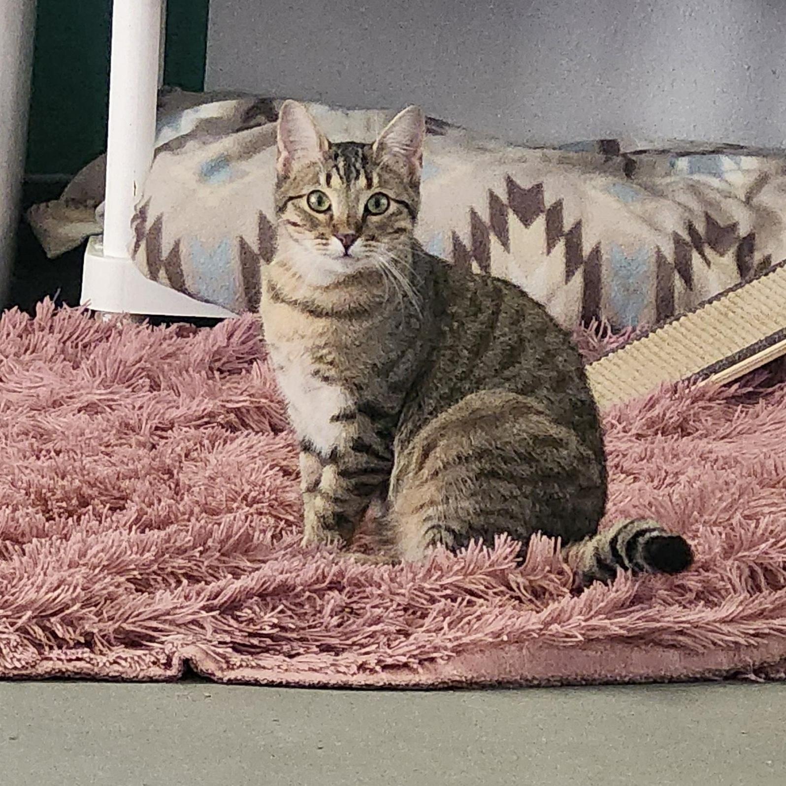 Sandy, Adoptable, Young Female Tabby.