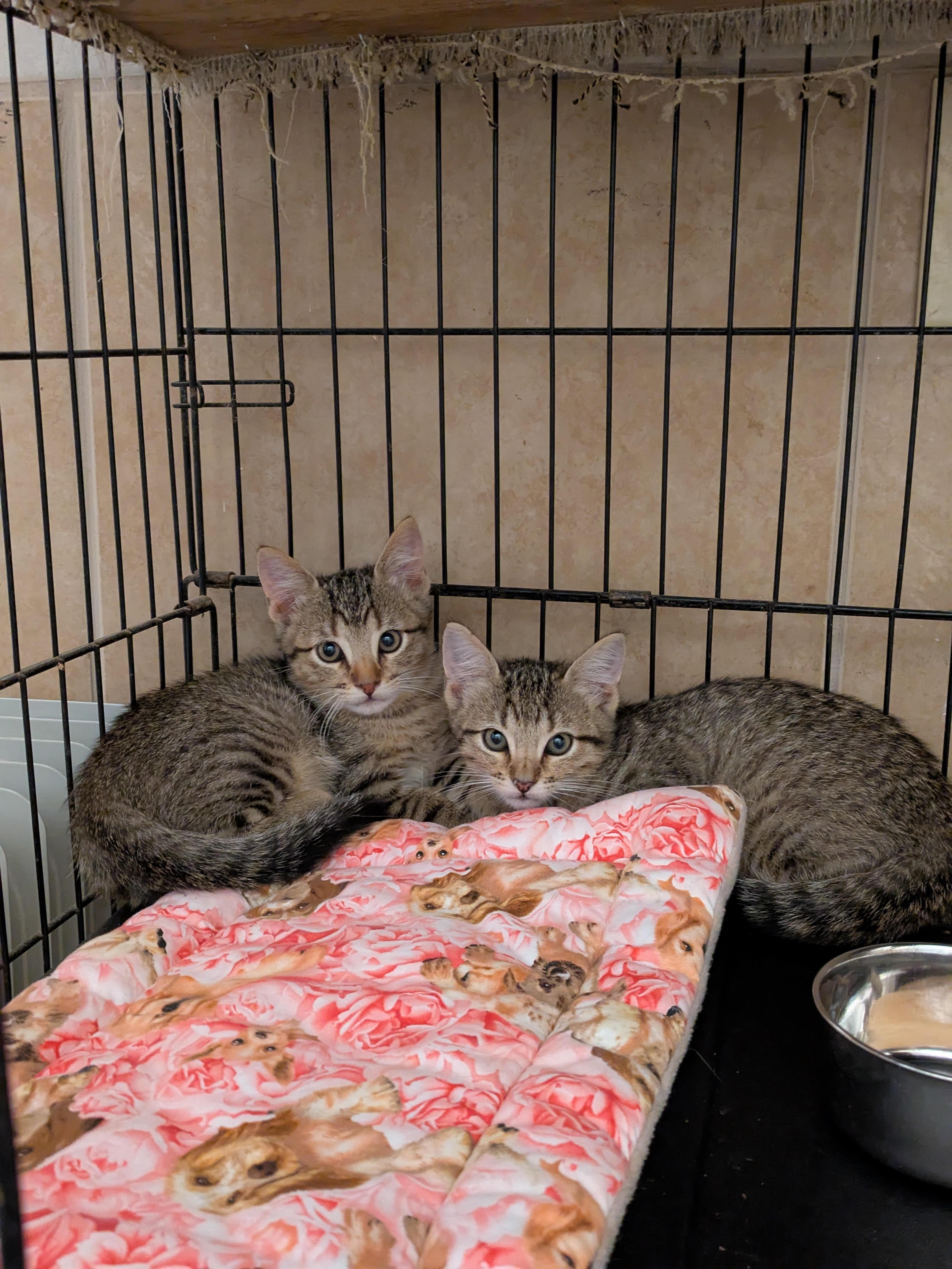 Sandy, a Adoptable Tabby in Tahlequah, OK image 4/4