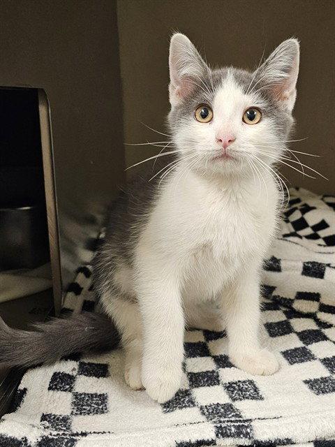 PICASSO, Adoptable, Kitten Male Domestic Short Hair.