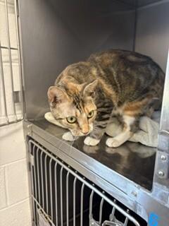 Angie, Adoptable, Adult Female Domestic Short Hair.