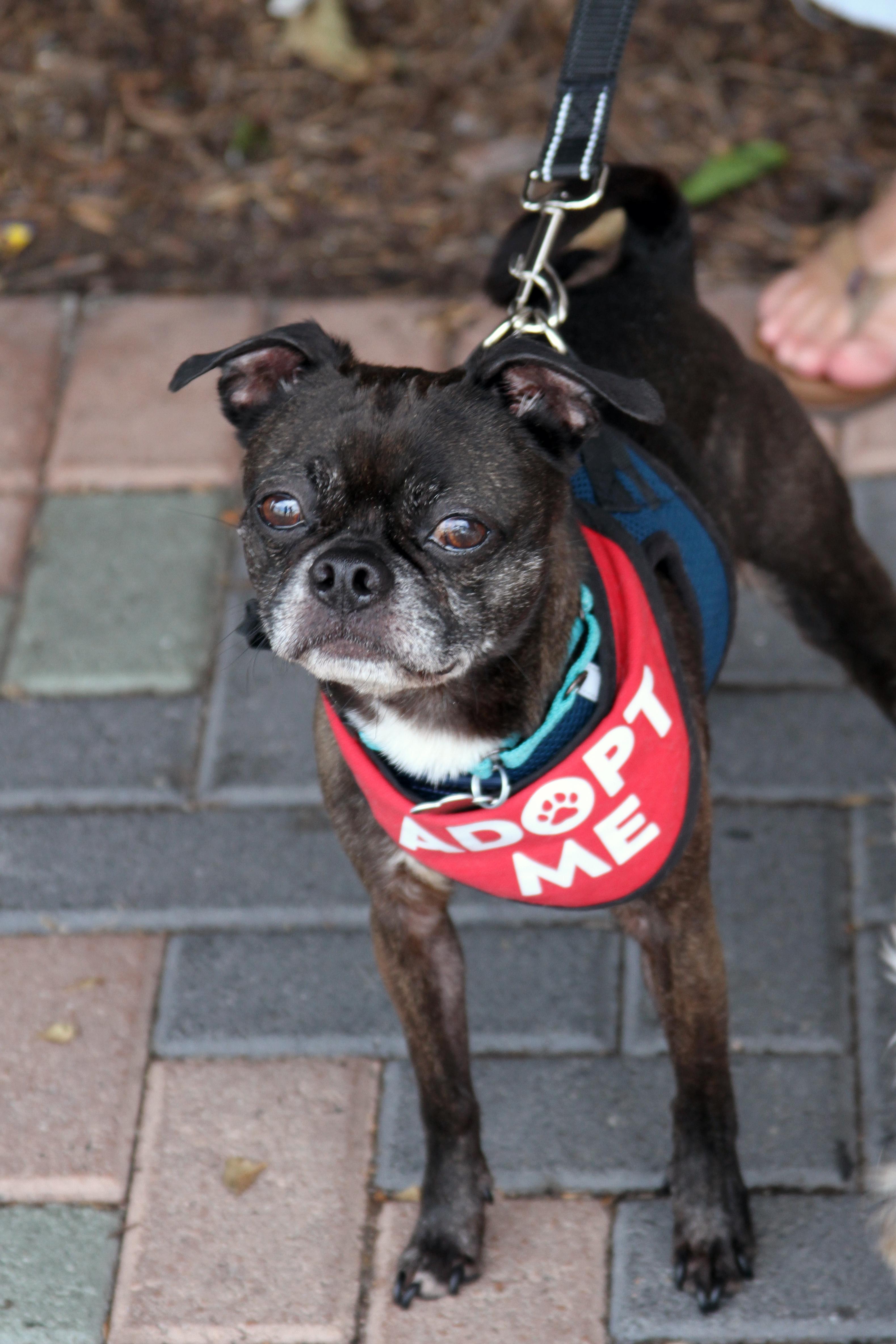 Luna & Hazel (Bonded Pair), ADOPTABLE, Senior Female Boston Terrier & Pug.