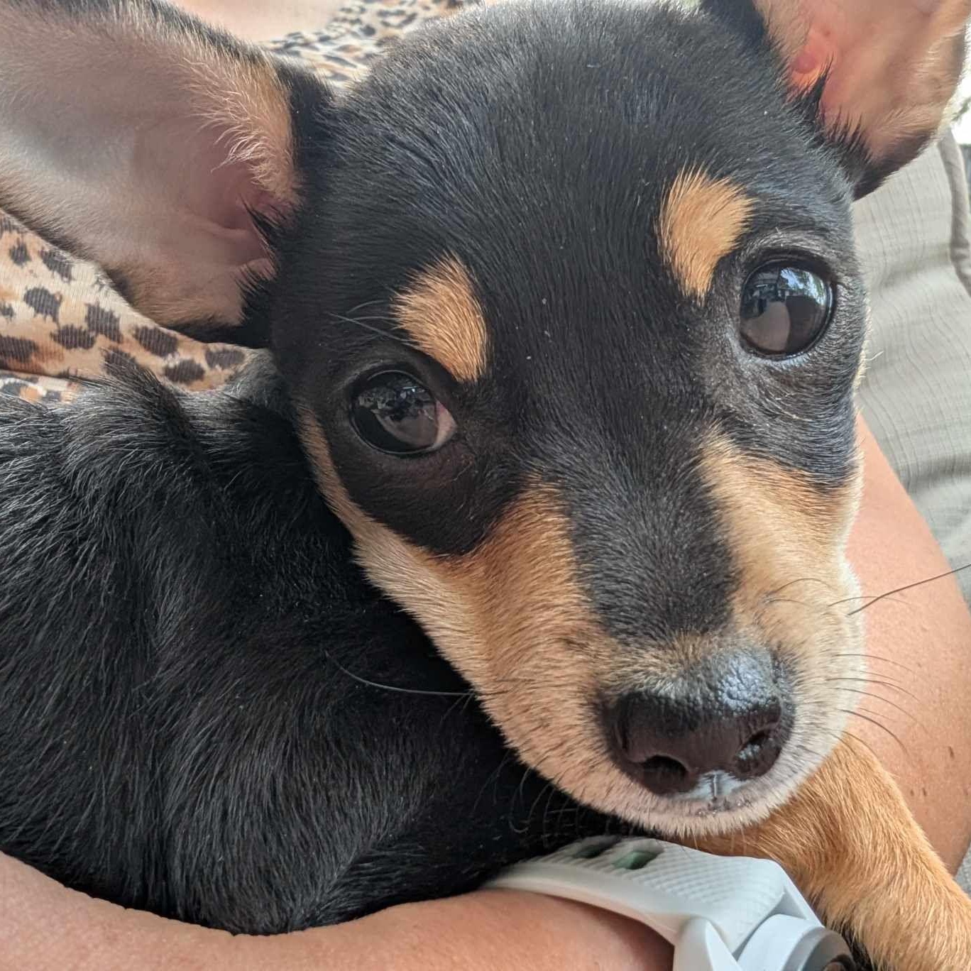 Trixie: Female Chihuahua puppy