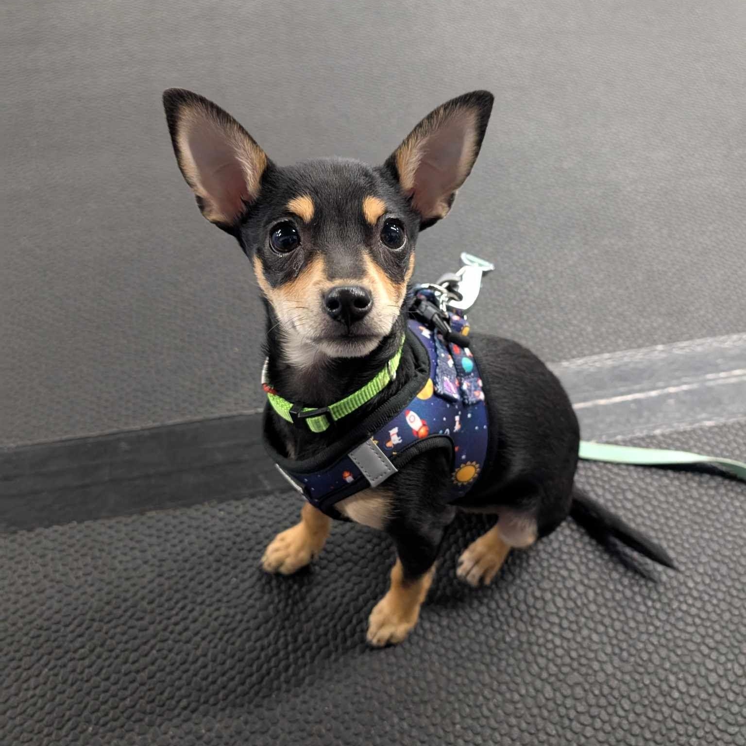 Trixie: Female Chihuahua puppy
