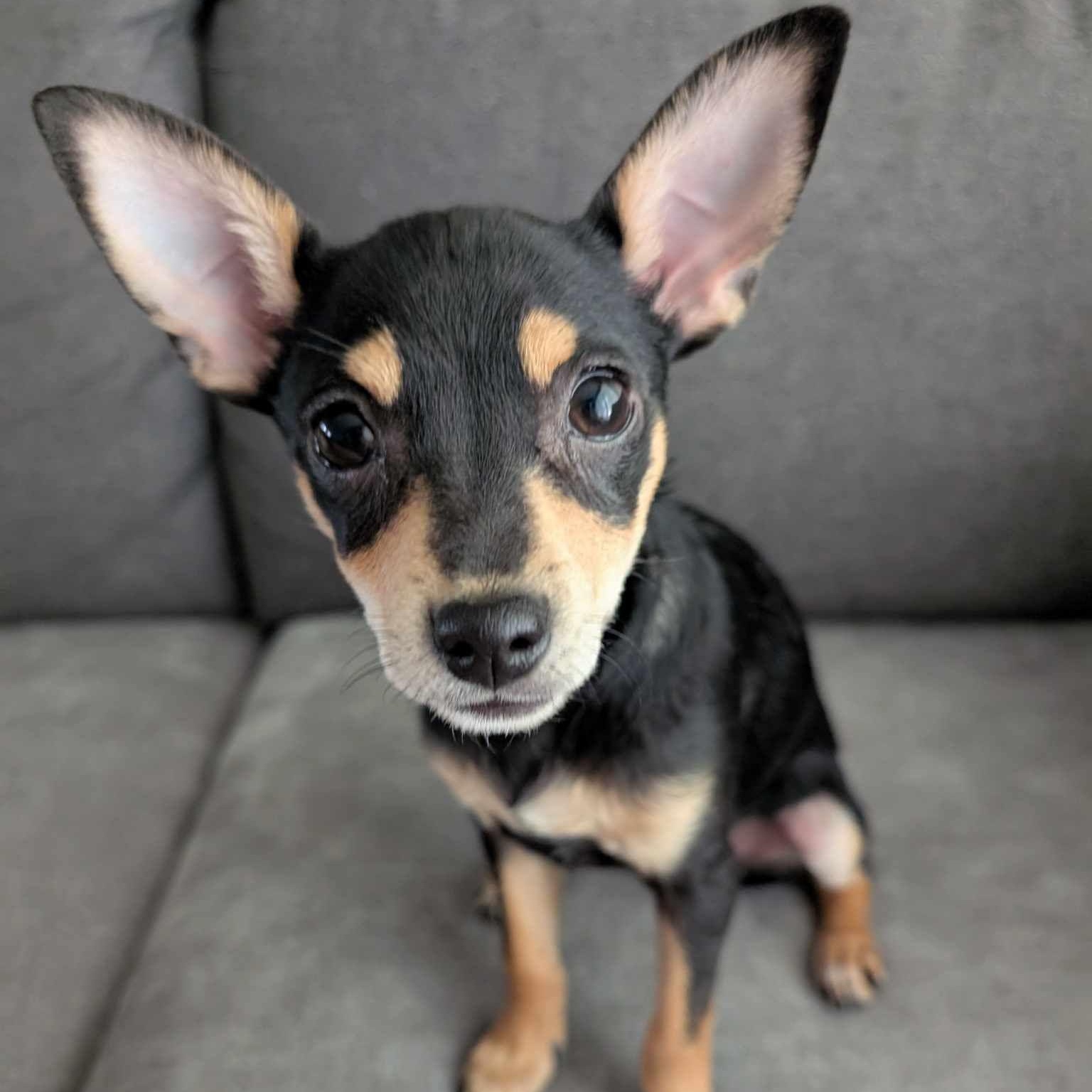 Trixie: Female Chihuahua puppy