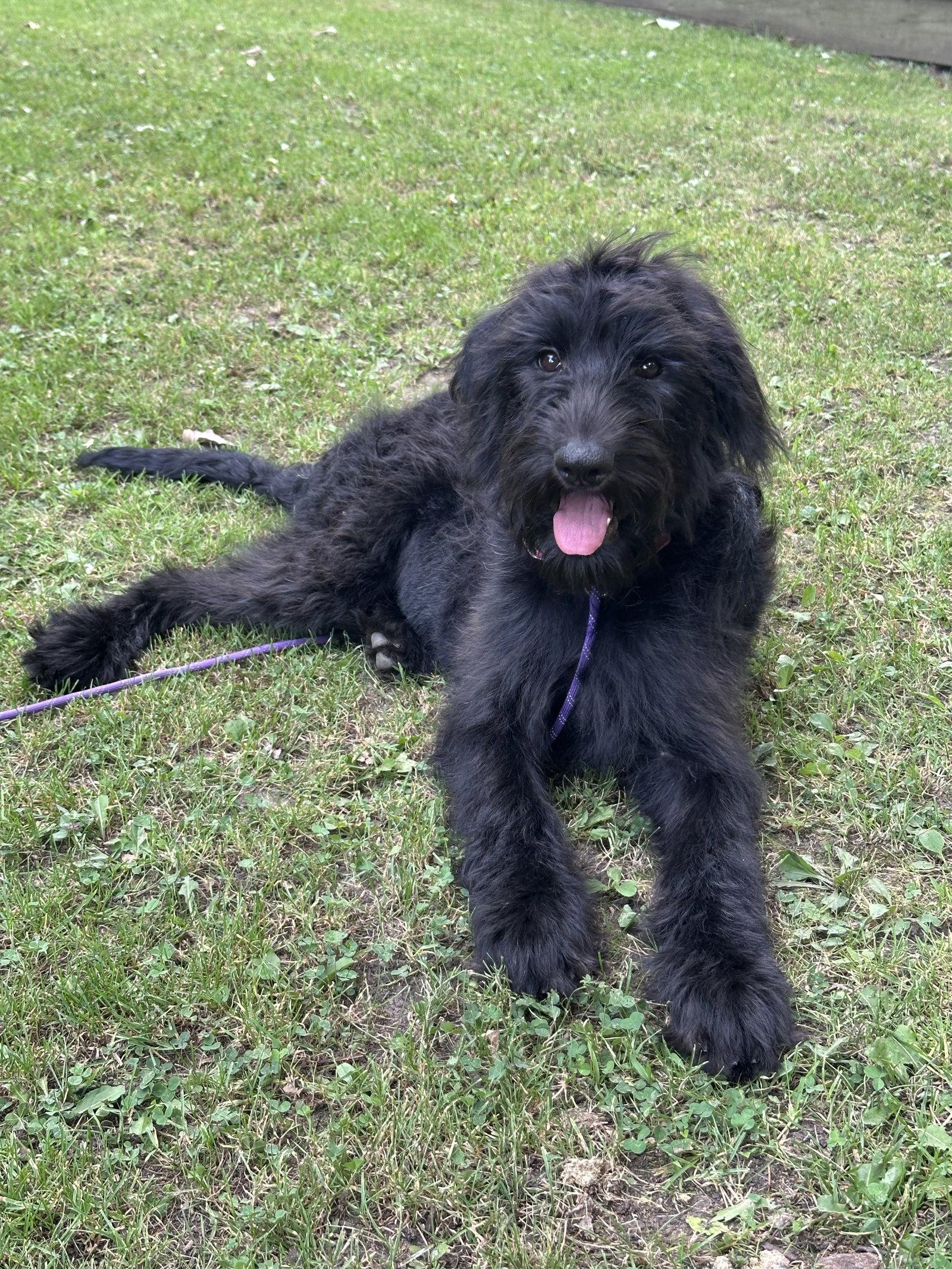 Daphne, a Adoptable mixed breed in Marine City, MI image 1/3