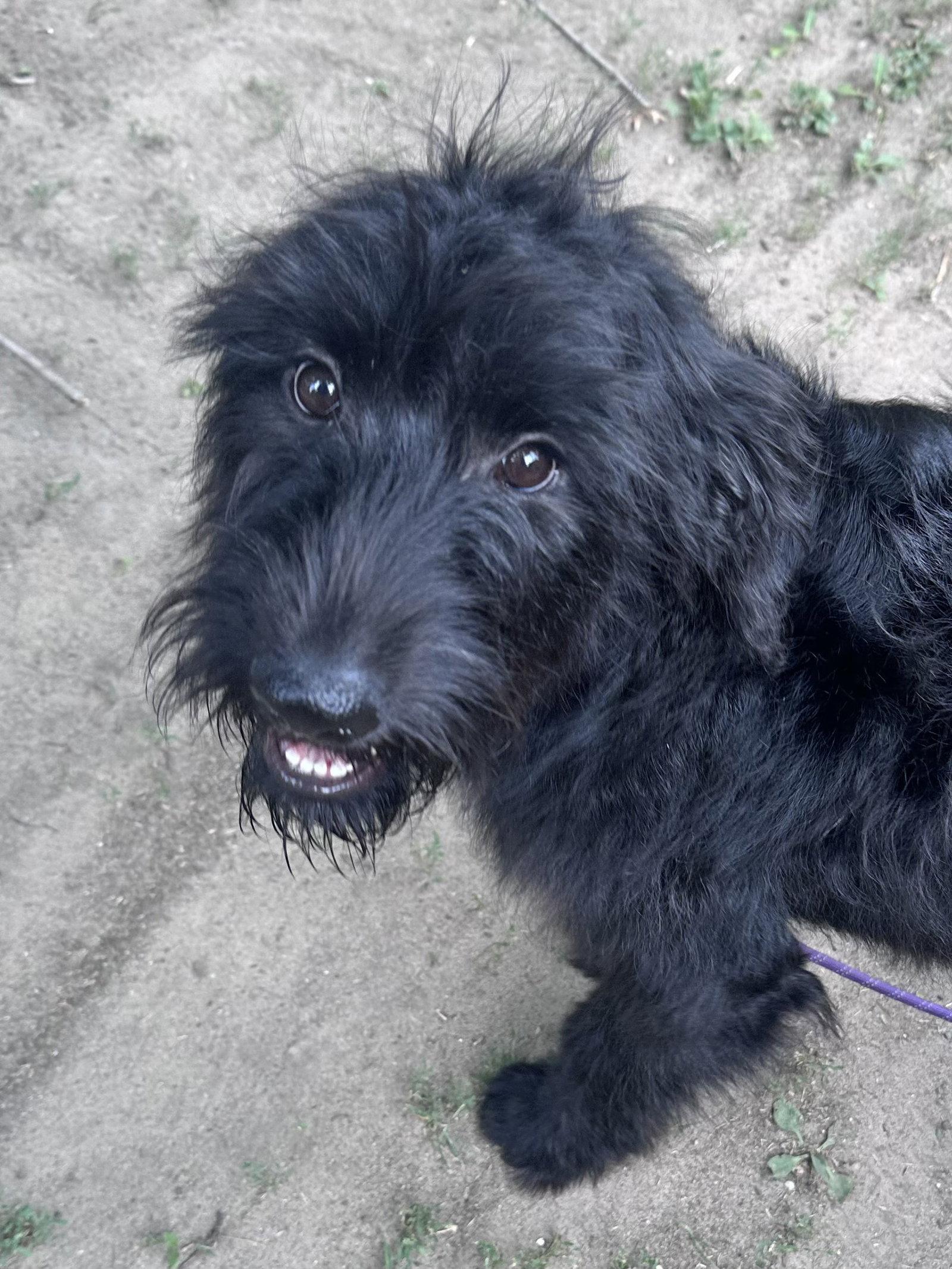 Daphne, a Adoptable mixed breed in Marine City, MI image 2/3