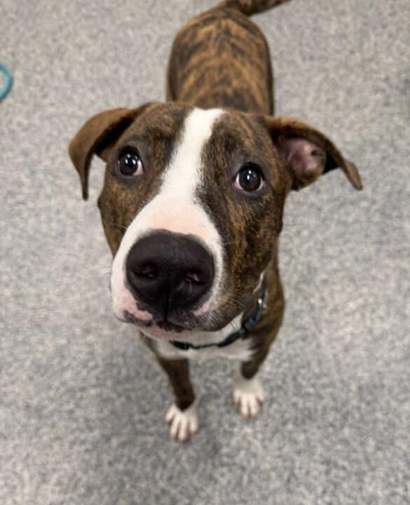 Enlarge GRAHAM, an adopted mixed breed in Cranston, RI image 1/1