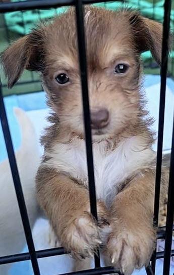 Enlarge Pippy , a ADOPTABLE mixed breed in Cerritos, CA image 1/1