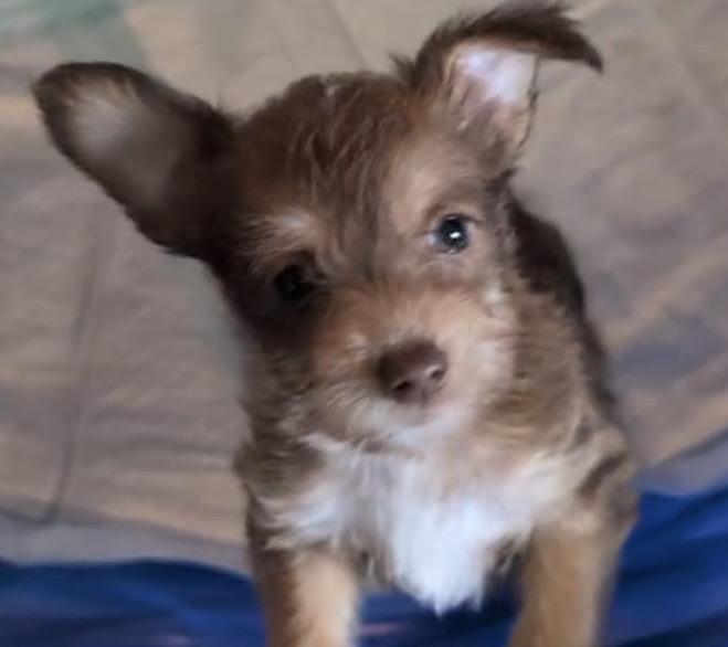 Pippy , ADOPTABLE, Puppy Female Yorkshire Terrier & Morkie.
