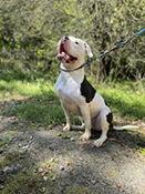 Maverick, Adoptable, Adult Male American Bulldog.