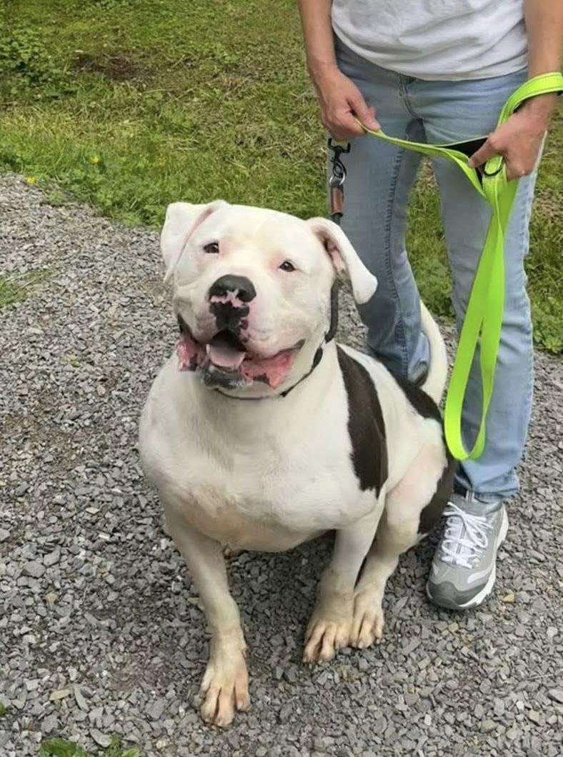 Enlarge Maverick, a Adoptable American Bulldog in Elkins, WV image 2/3