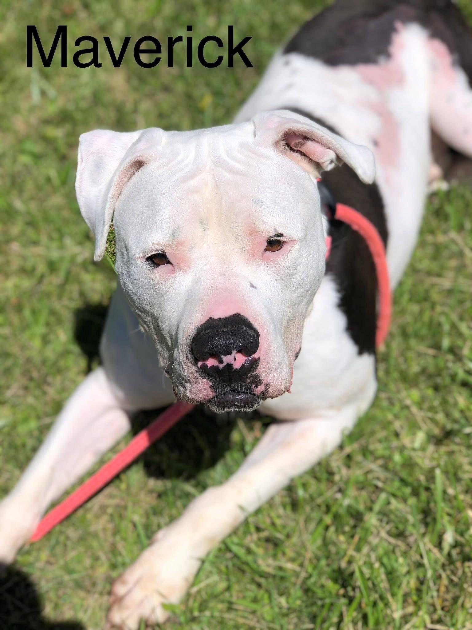 Enlarge Maverick, a Adoptable American Bulldog in Elkins, WV image 2/3