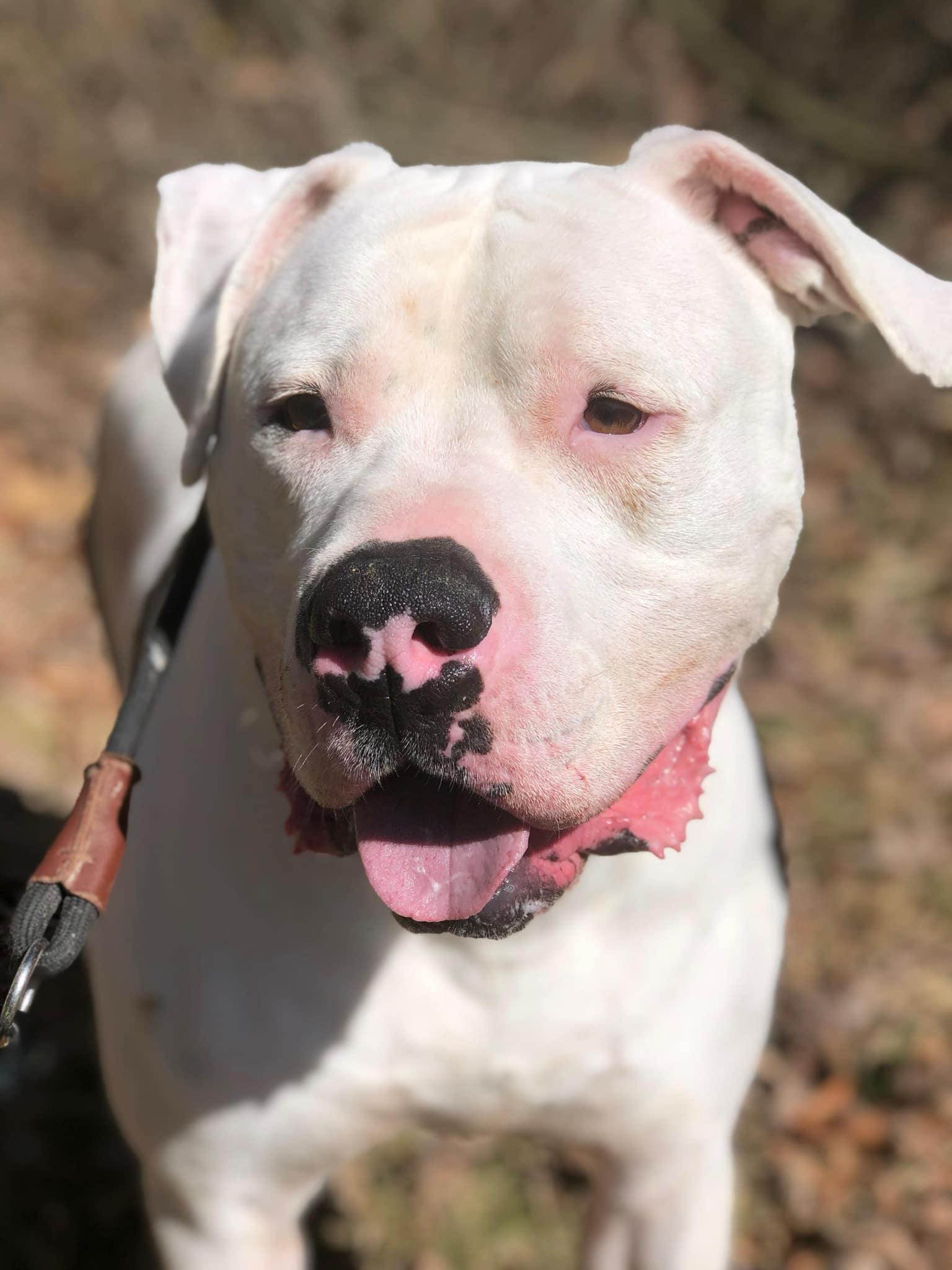Enlarge Maverick, a Adoptable American Bulldog in Elkins, WV image 3/3