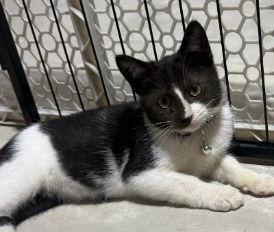 Dax, Adopted, Kitten Male Domestic Short Hair.