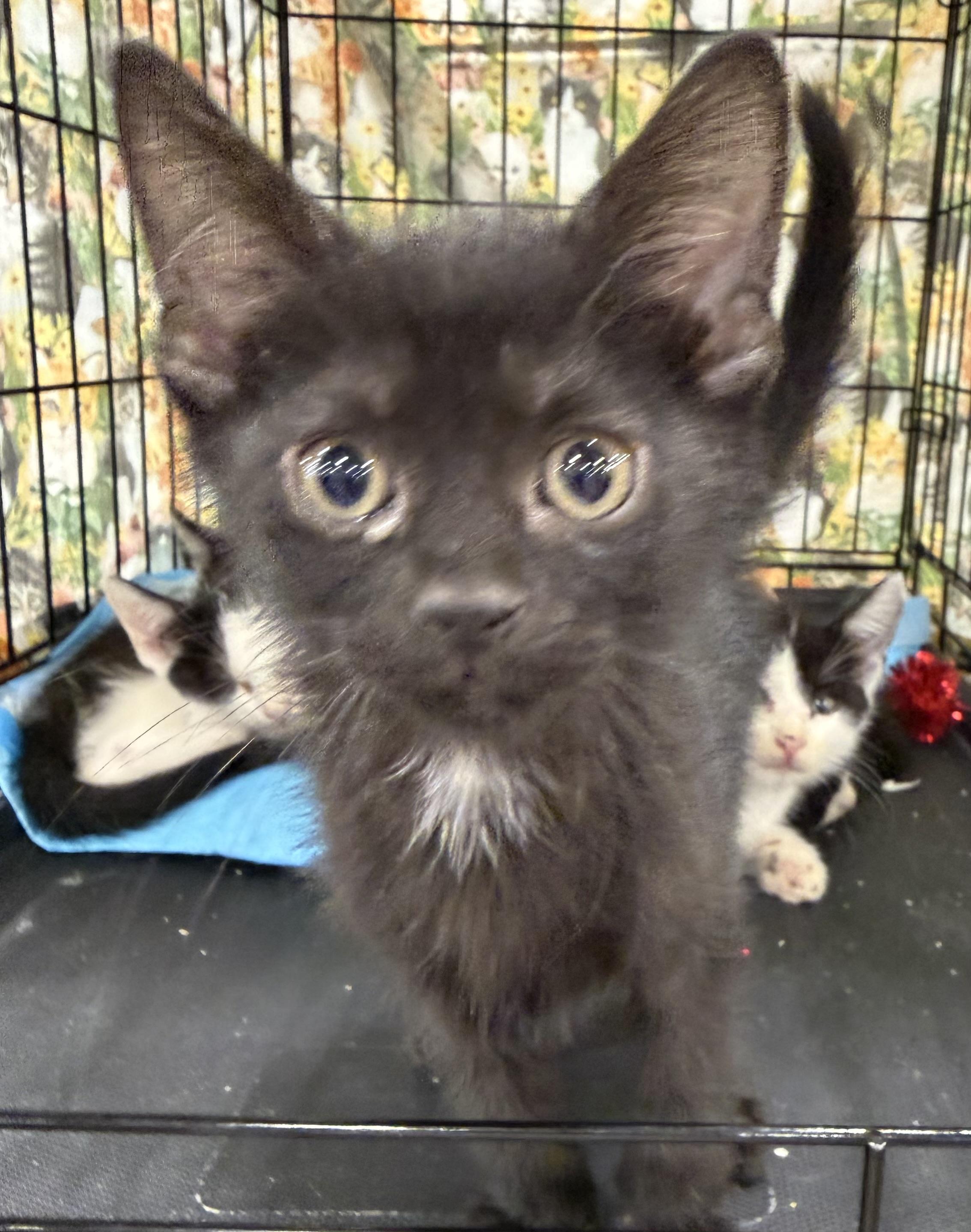 Nero, ADOPTABLE, Kitten Male Domestic Short Hair.