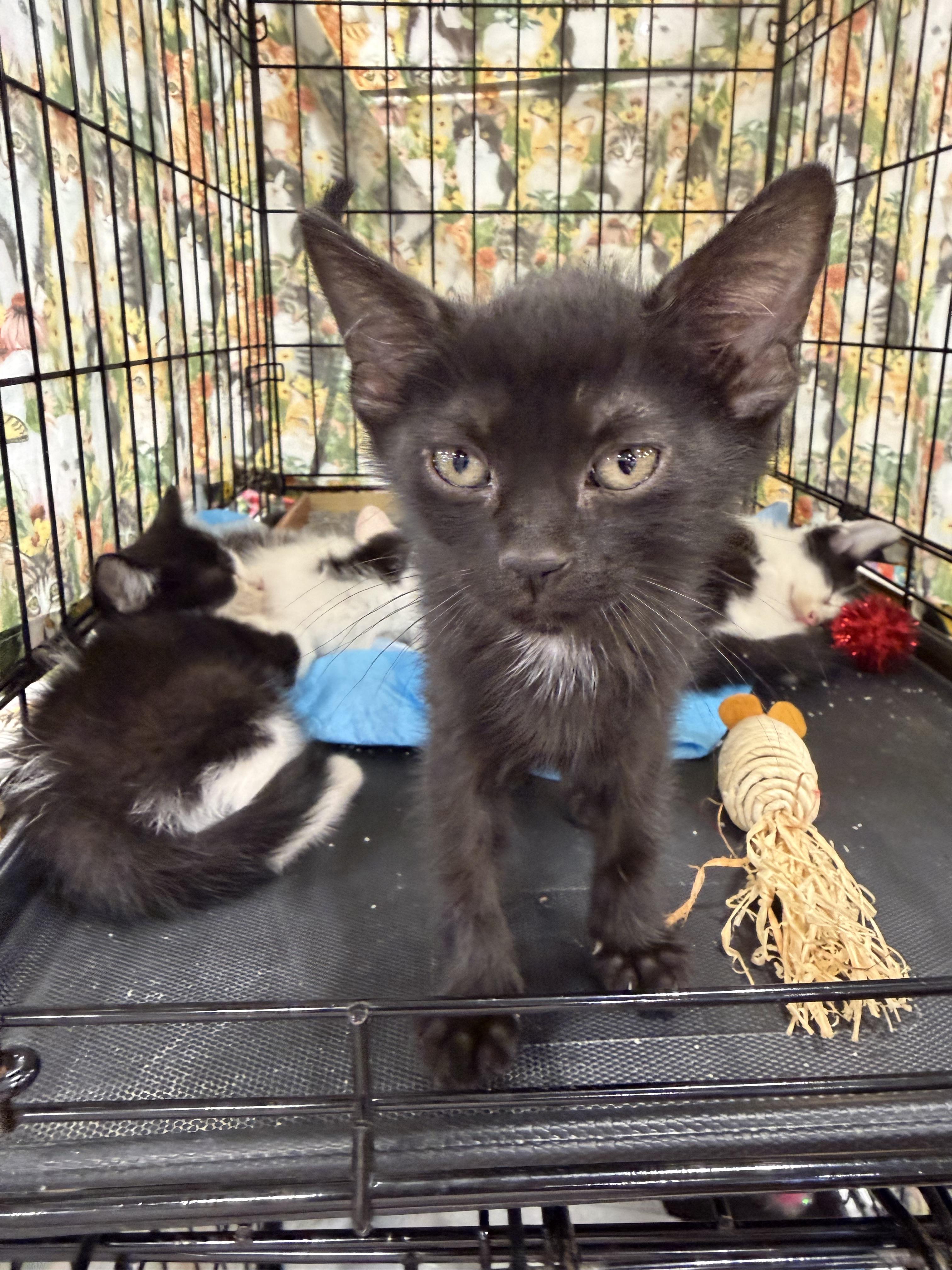 Nero, a ADOPTABLE Domestic Short Hair in Bridgeton, NC image 2/3