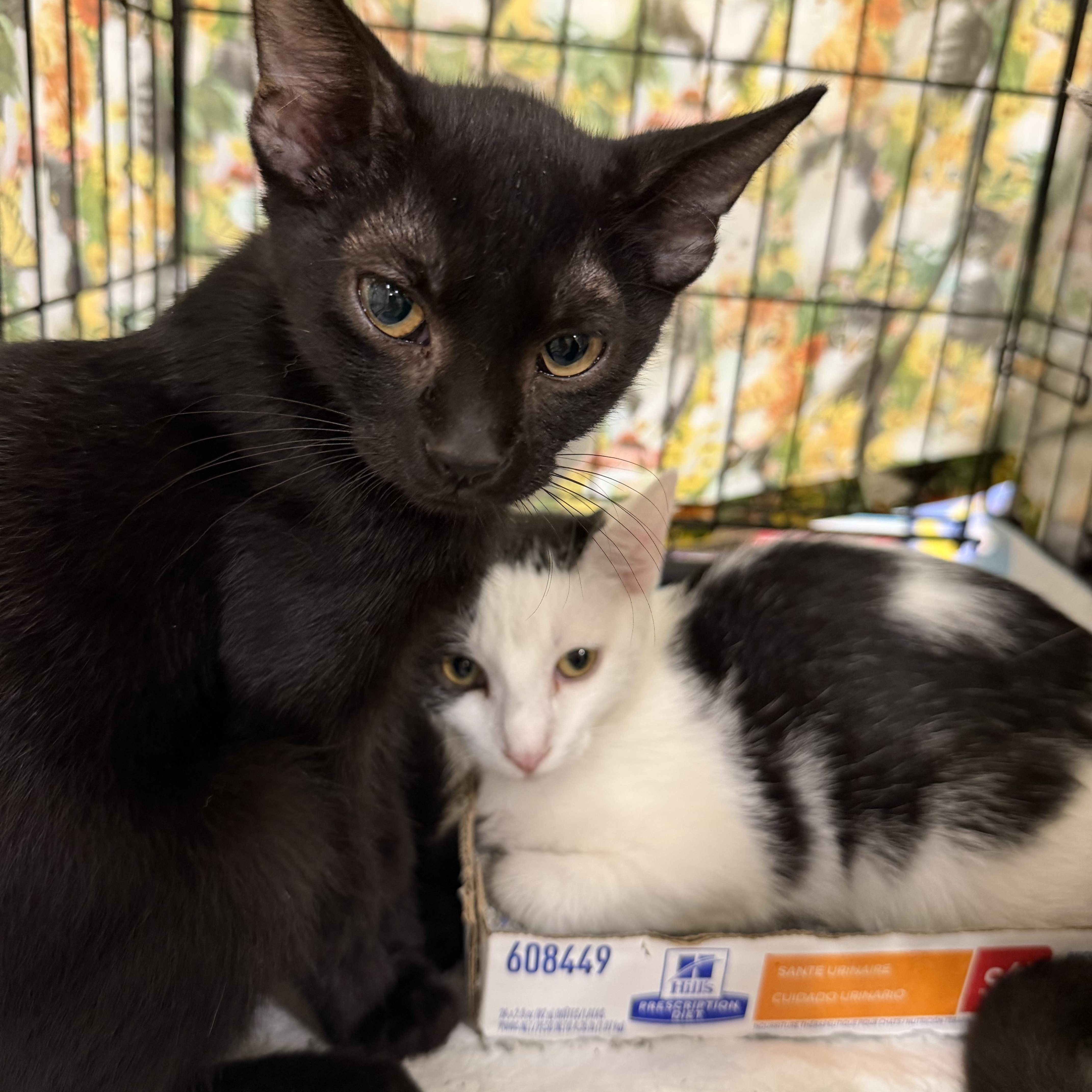 Enlarge Nero, a ADOPTABLE Domestic Short Hair in Bridgeton, NC image 4/4