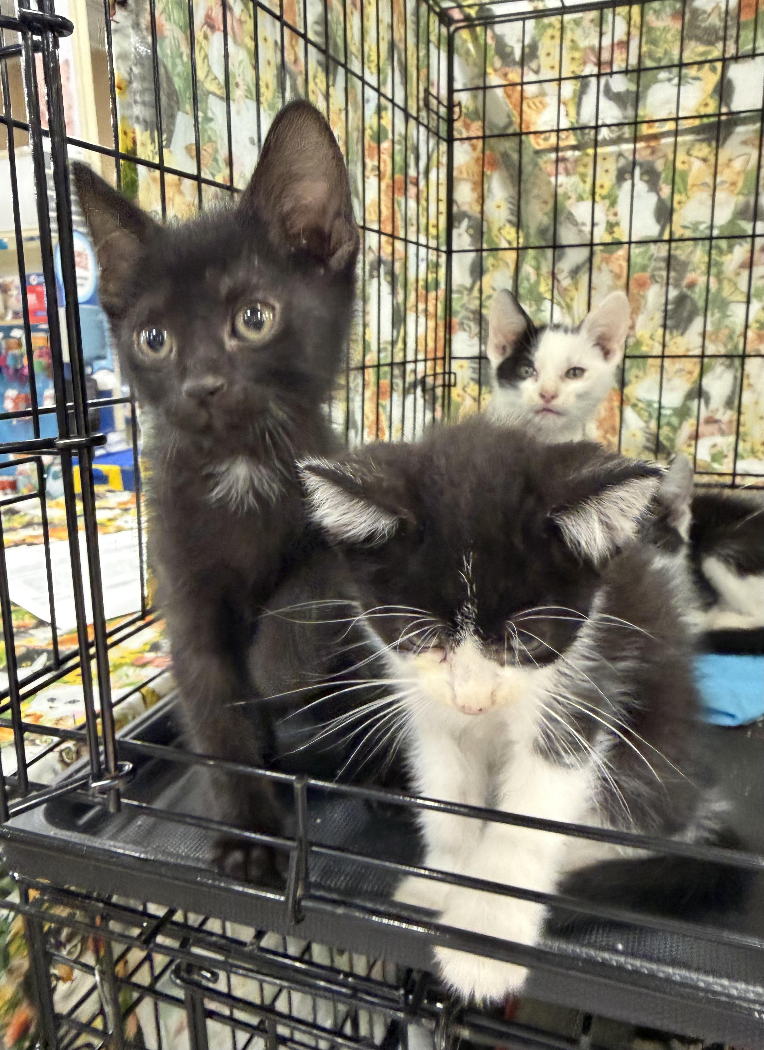 Nero, a ADOPTABLE Domestic Short Hair in Bridgeton, NC image 3/3