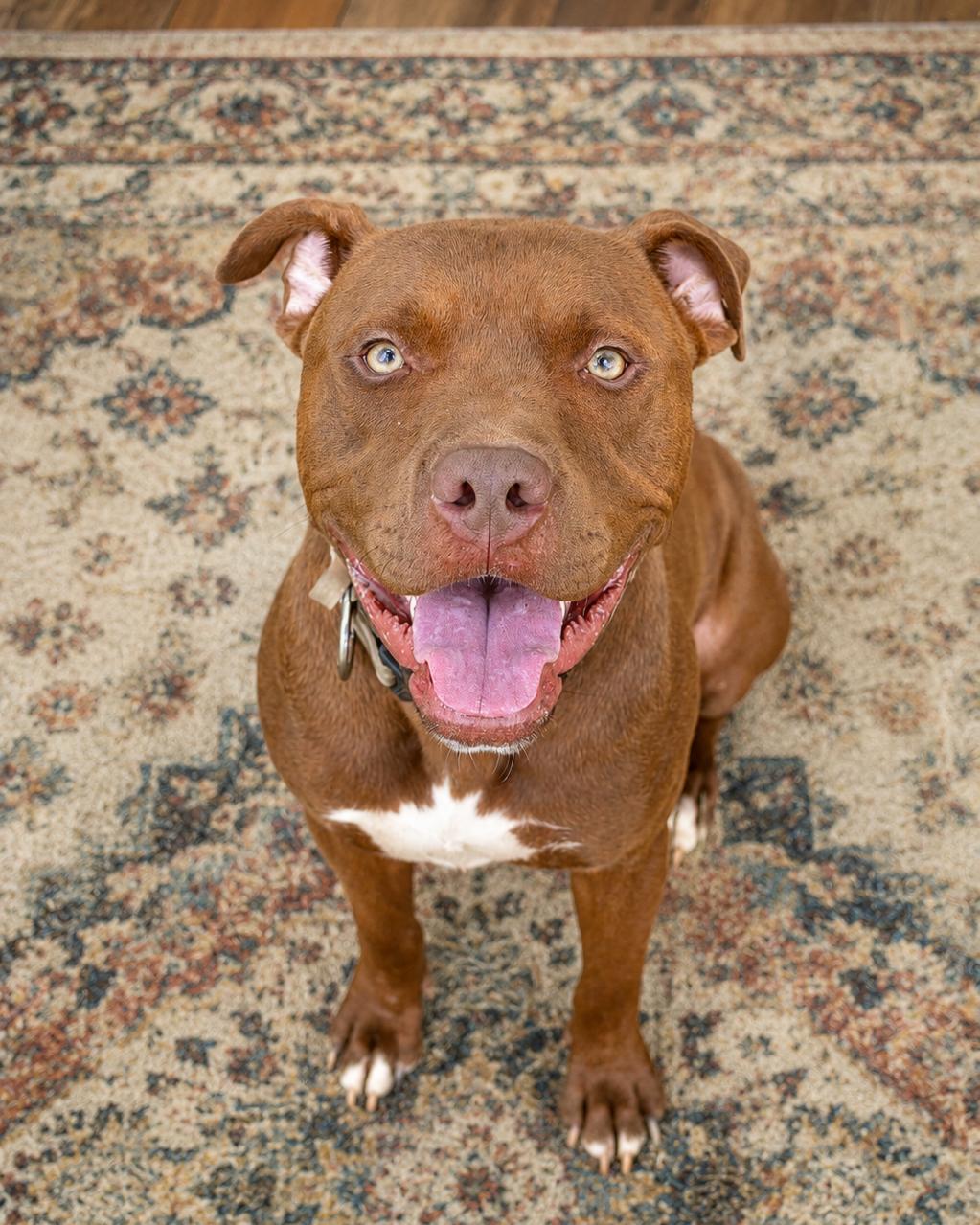 Guinness, Adoptable, Young Male American Staffordshire Terrier.