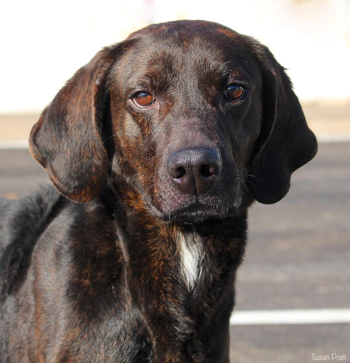 Enlarge Teddy Ruxbin, a ADOPTABLE Plott Hound in Bedford, VA image 1/3