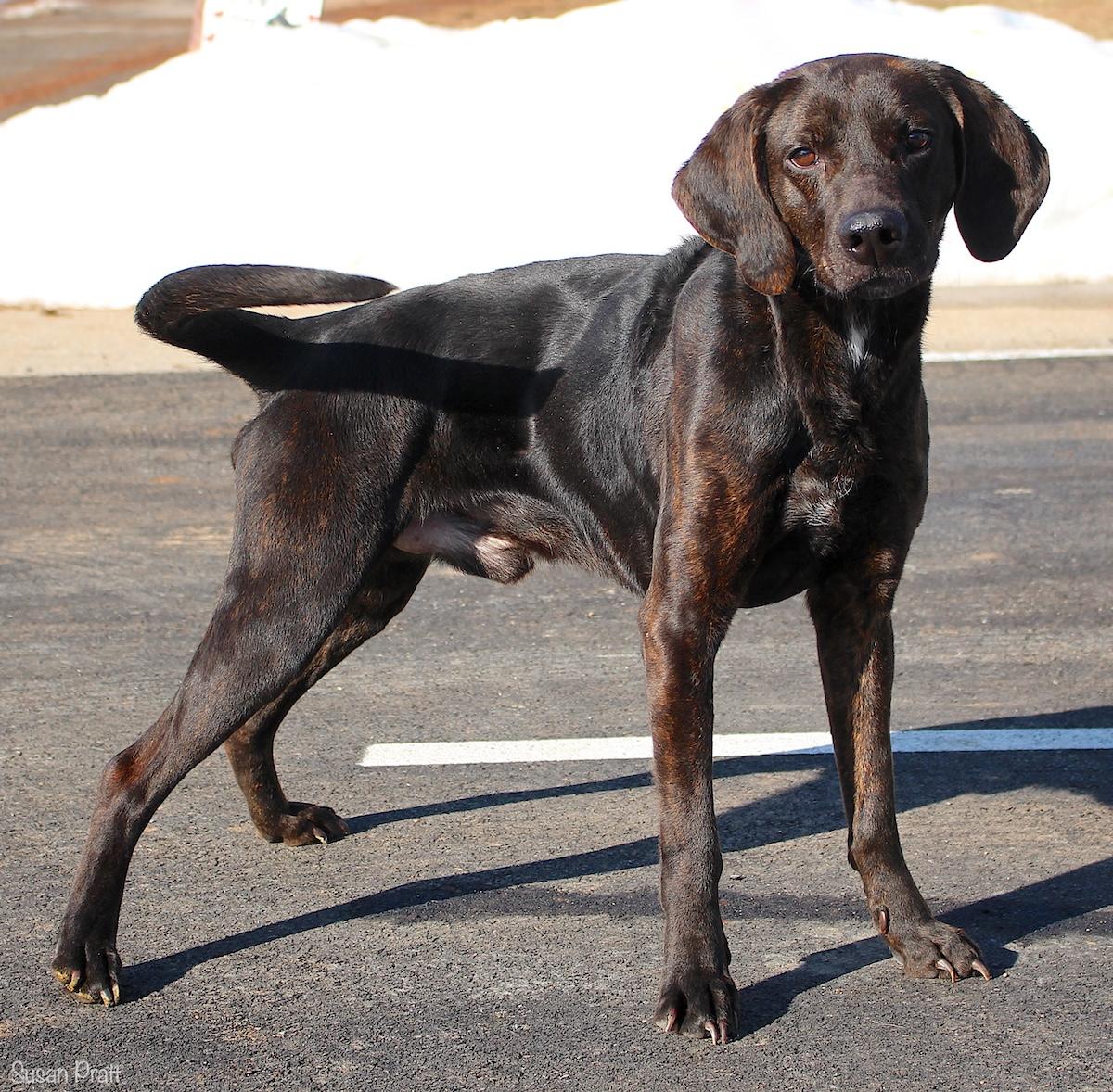Enlarge Teddy Ruxbin, a ADOPTABLE Plott Hound in Bedford, VA image 3/3