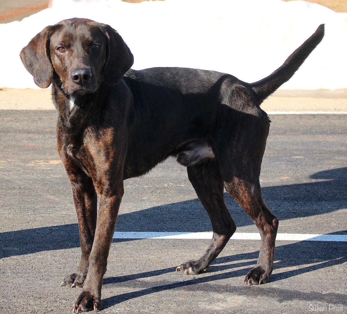 Enlarge Teddy Ruxbin, a ADOPTABLE Plott Hound in Bedford, VA image 2/3