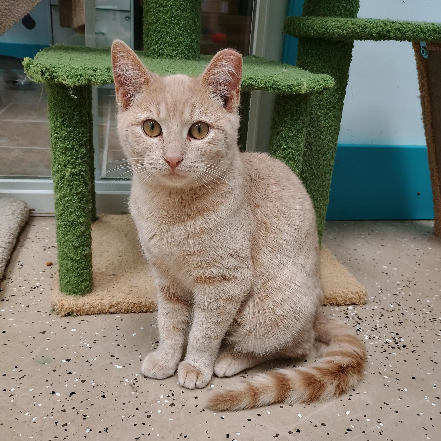 Tangerine, adoptable, Kitten Female Tabby.