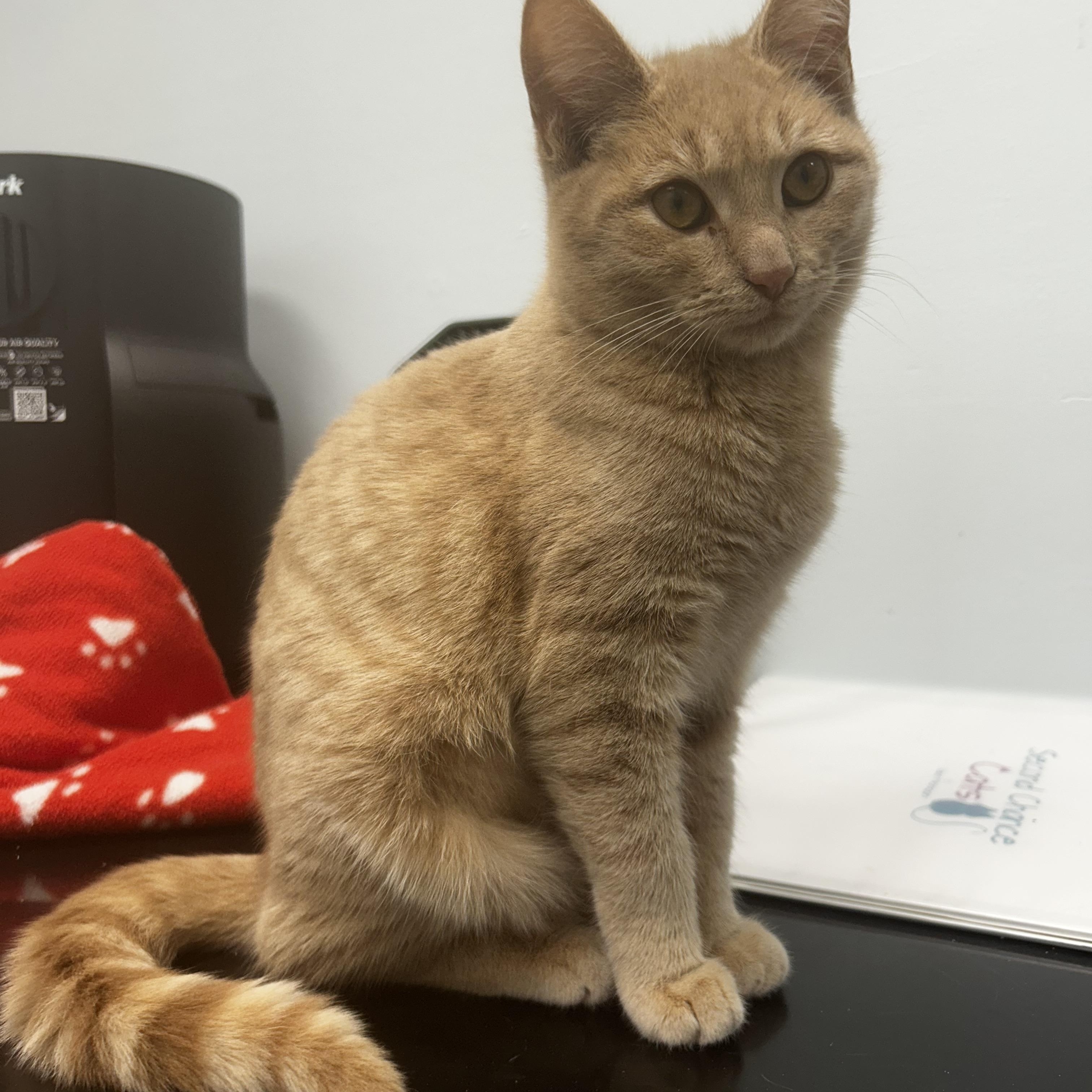 Enlarge Tangerine, an adoptable Tabby in Grand Rapids, MI image 2/6