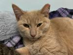 Enlarge Tangerine, an adoptable Tabby in Grand Rapids, MI image 3/6
