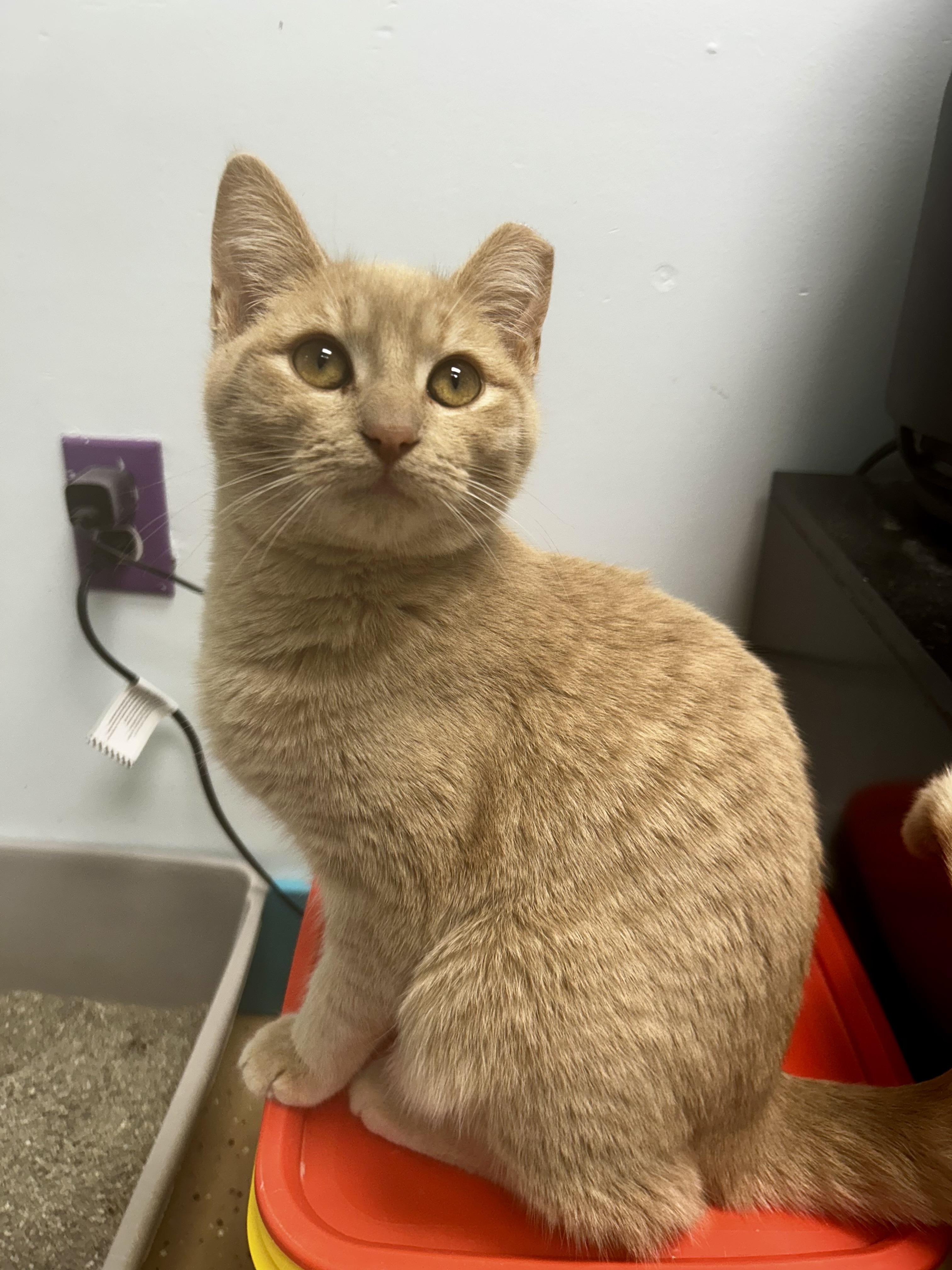 Enlarge Tangerine, an adoptable Tabby in Grand Rapids, MI image 4/6