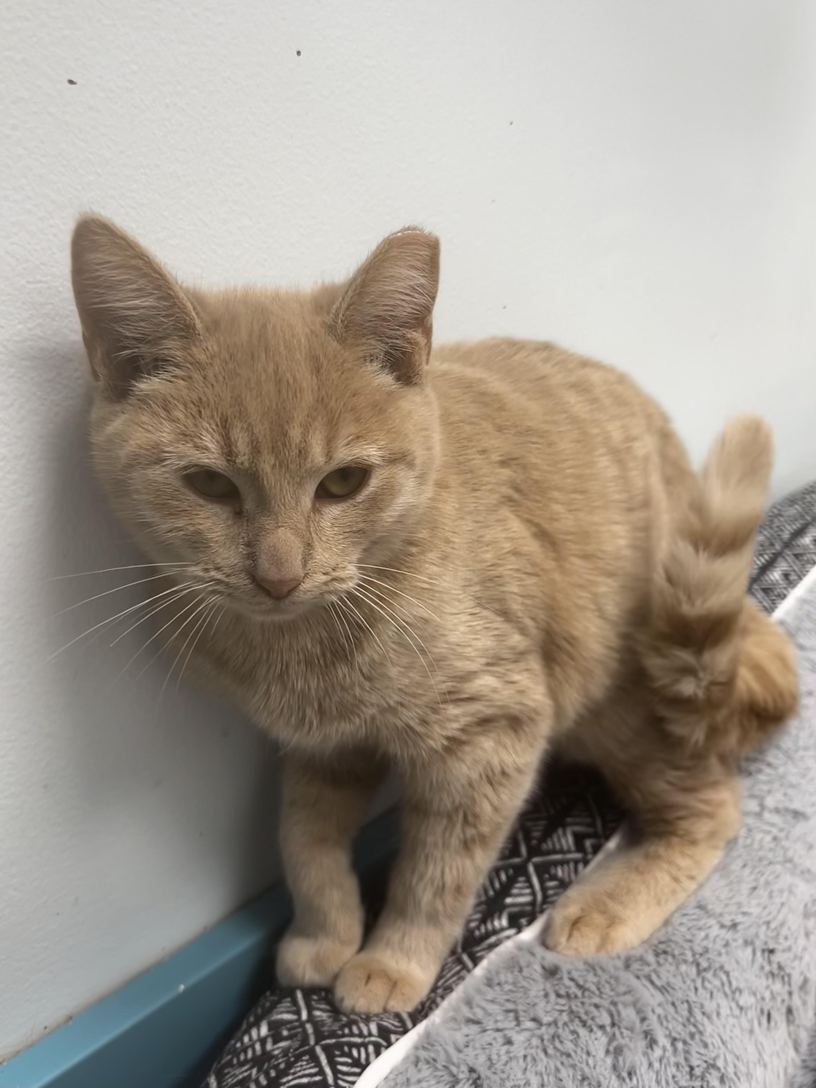 Enlarge Tangerine, an adoptable Tabby in Grand Rapids, MI image 5/6