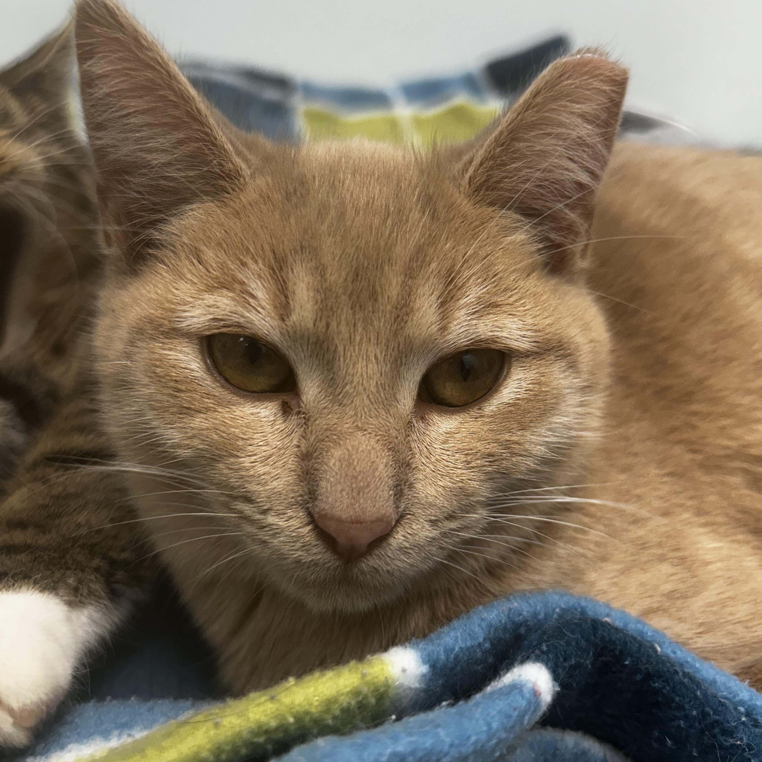 Enlarge Tangerine, an adoptable Tabby in Grand Rapids, MI image 6/6