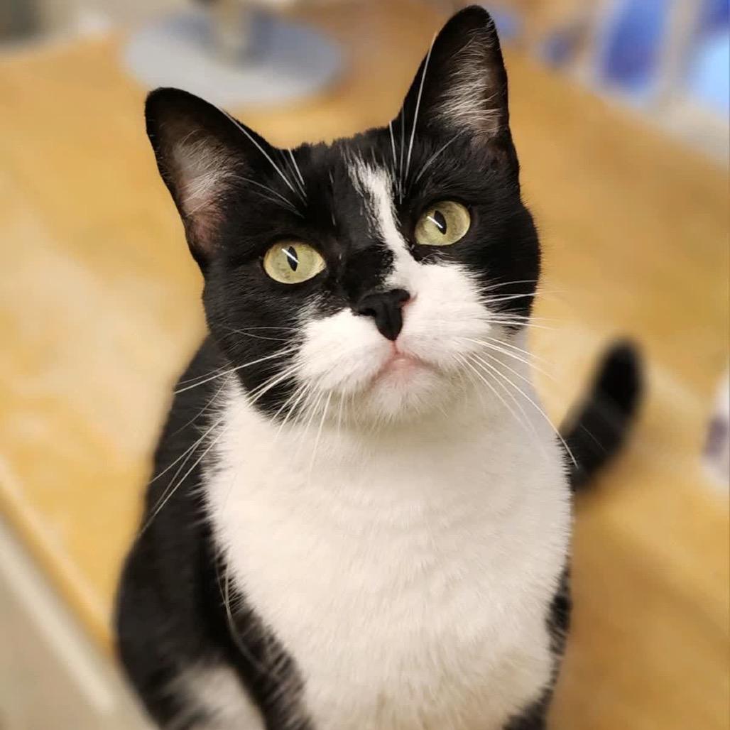 Lola & Bebe, Adoptable, Young Female Domestic Short Hair.