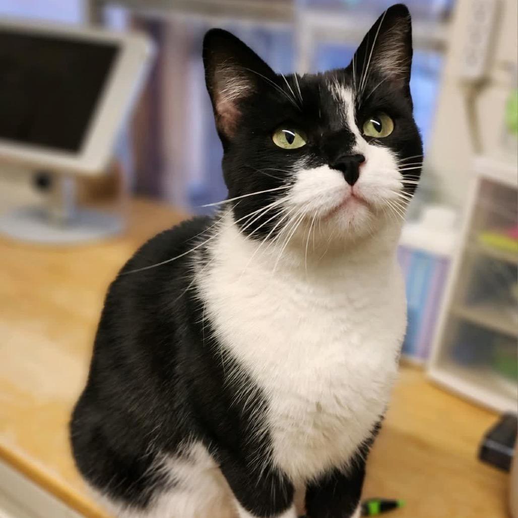 Enlarge Lola & Bebe, a Adoptable Domestic Short Hair in Denison, TX image 2/6