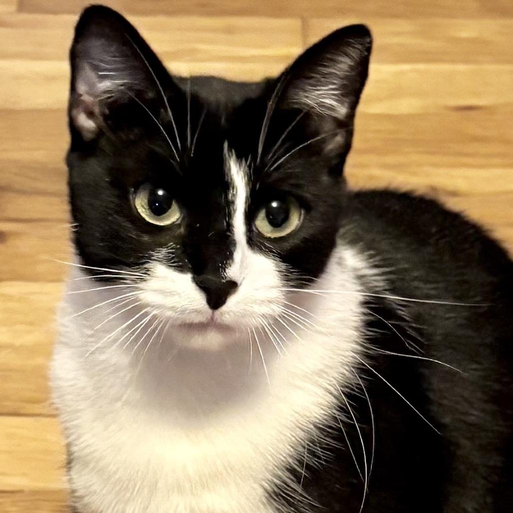 Enlarge Lola & Bebe, a Adoptable Domestic Short Hair in Denison, TX image 3/6