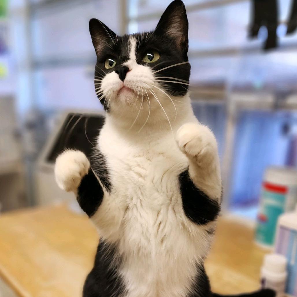 Enlarge Lola & Bebe, a Adoptable Domestic Short Hair in Denison, TX image 4/6