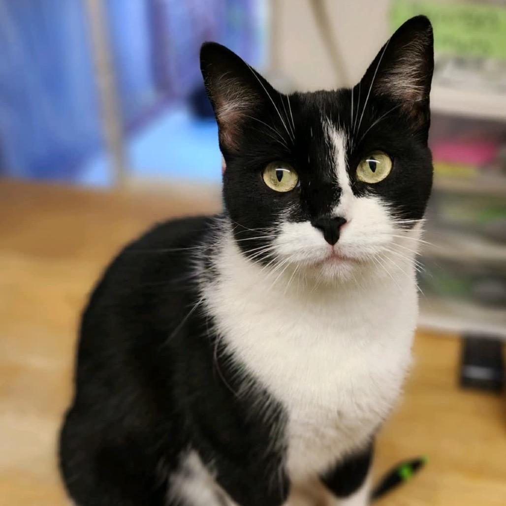 Enlarge Lola & Bebe, a Adoptable Domestic Short Hair in Denison, TX image 5/6